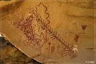 Canyon Pintado Site (Kokopelli)
