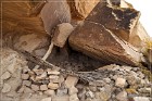 Ismay Petroglyphs Rock