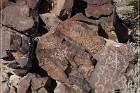 White River Narrows Petroglyphs - Cane Site
