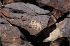 White River Narrows Petroglyphs - Cane Site