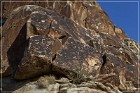 Grapevine Canyon Petroglyphs