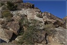Grapevine Canyon Petroglyphs