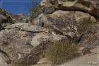 Grapevine Canyon Petroglyphs