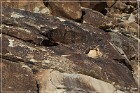 Grapevine Canyon Petroglyphs