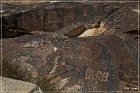 Grapevine Canyon Petroglyphs
