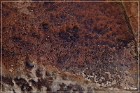 Hickison Petroglyph Site