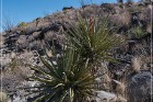 Alamo Mountain Petroglyphs