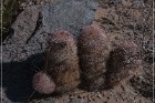Alamo Mountain Petroglyphs