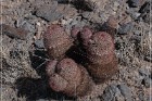 Alamo Mountain Petroglyphs
