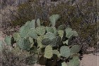 Alamo Mountain Petroglyphs