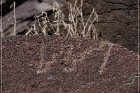 Alamo Mountain Petroglyphs