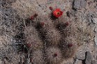 Alamo Mountain Petroglyphs