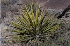 Alamo Mountain Petroglyphs