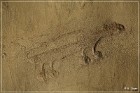 Petroglyph Trail