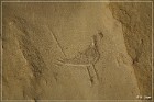 Petroglyph Trail