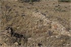 Dittert Site