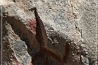Trail to the Past, Pictograph