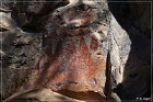 Trail to the Past, Pictograph