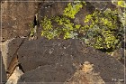La Cieneguilla Petroglyphs