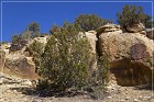 Lobo Canyon Petroglyphs