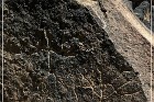 Mogollon Culture Petroglyph Site