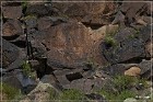 Mogollon Culture Petroglyph Site