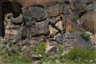Mogollon Culture Petroglyph Site