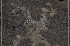 Mogollon Culture Petroglyph Site