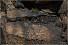 Mogollon Culture Petroglyph Site