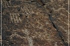 Mogollon Culture Petroglyph Site