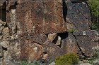 Mogollon Culture Petroglyph Site