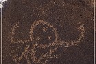 Petroglyph NM