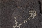 Petroglyph NM