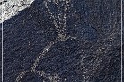 Petroglyph NM