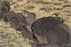 Petroglyph NM