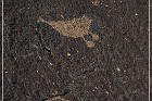 Petroglyph NM