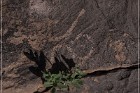 Pony Hill Petroglyphs