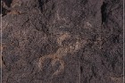 Pony Hill Petroglyphs