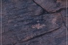 Pony Hill Petroglyphs