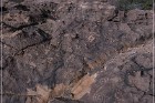 Pony Hill Petroglyphs