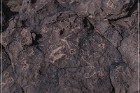 Pony Hill Petroglyphs