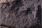 Pony Hill Petroglyphs