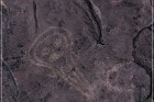 Pony Hill Petroglyphs