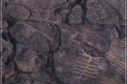 Pony Hill Petroglyphs
