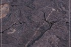 Pony Hill Petroglyphs