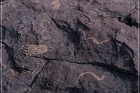 Pony Hill Petroglyphs