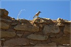 Hooded Fireplace Ruin
