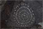 Three Rivers Petroglyph Site