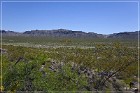 Three Rivers Petroglyph Site
