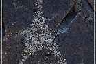 Three Rivers Petroglyph Site